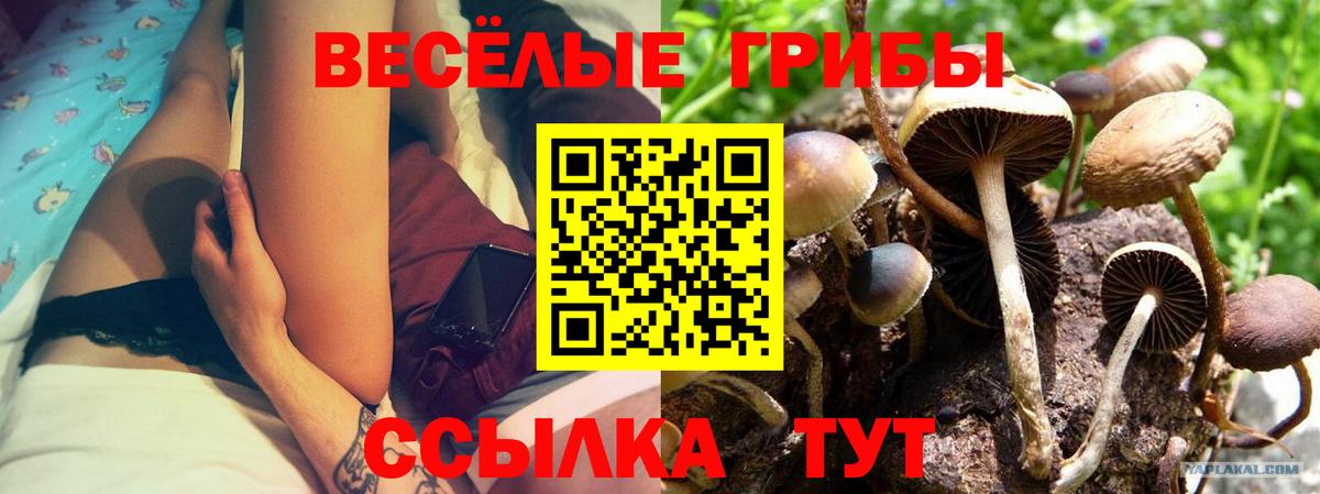 Курчалой  Галлюциногенные грибы ЛСД  Галлюциногенные грибы Psilocybine cubensis  где найти наркотики  Вход с VPN 